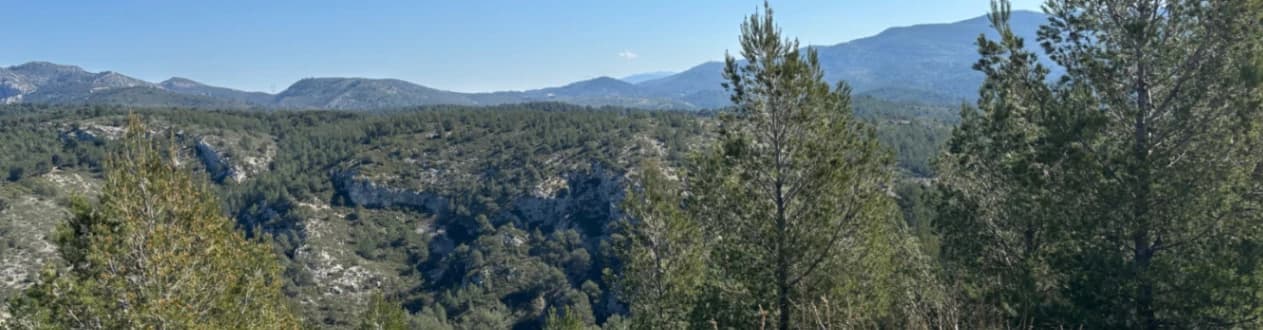 IES Ingredients participe au reboisement d'Allauch 2025