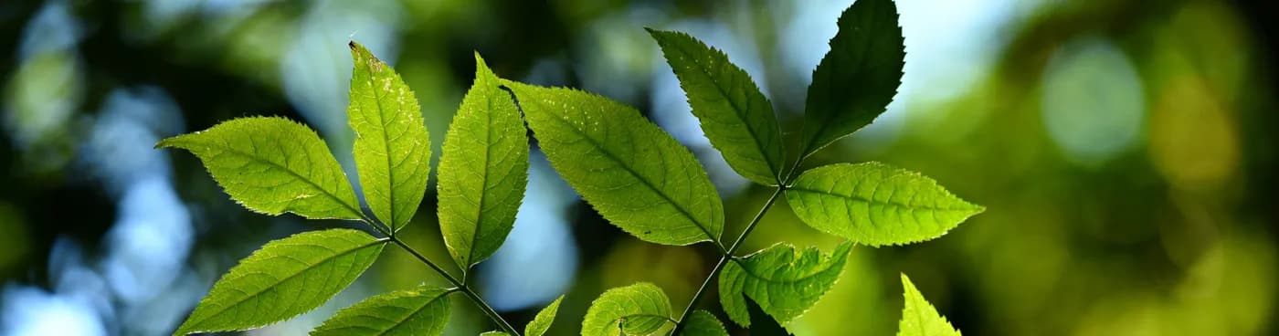 IES Ingredients publie son rapport RSE 2024 : bilan de l'activité 2023